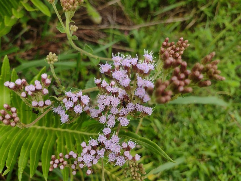 Chromolaena congesta photo 6