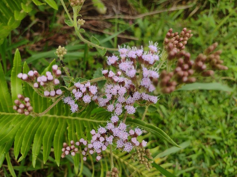 Chromolaena congesta photo 7