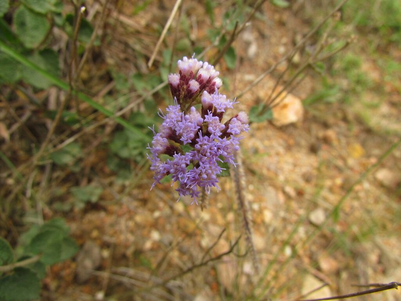 Chromolaena congesta photo 8
