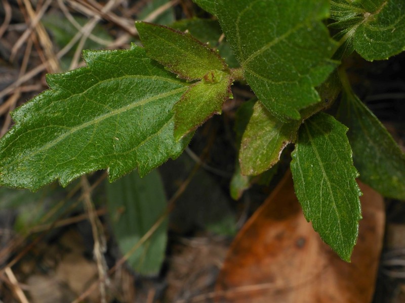 Chromolaena connivens