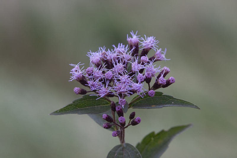 Chromolaena connivens photo 3