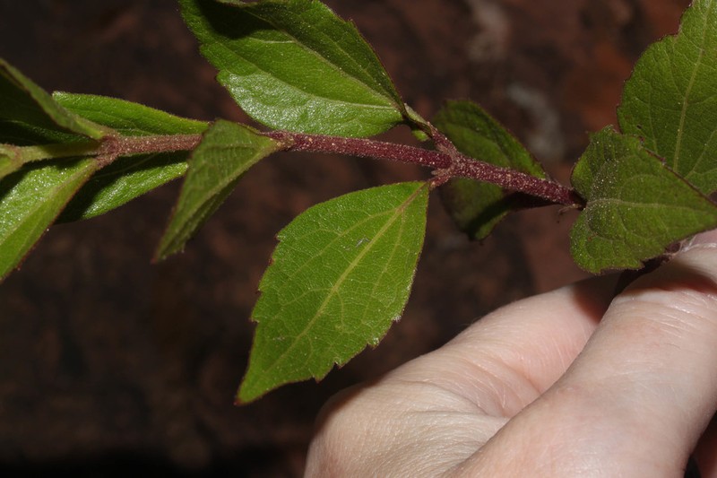 Chromolaena connivens photo 4