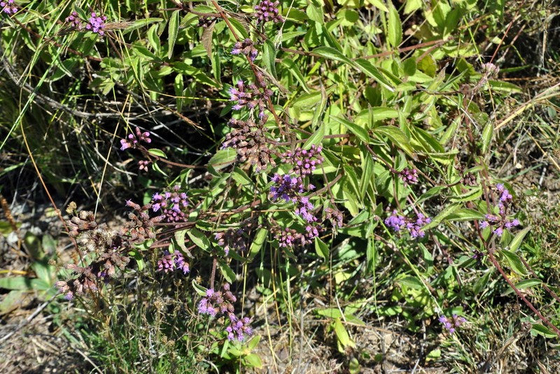 Chromolaena connivens photo 5