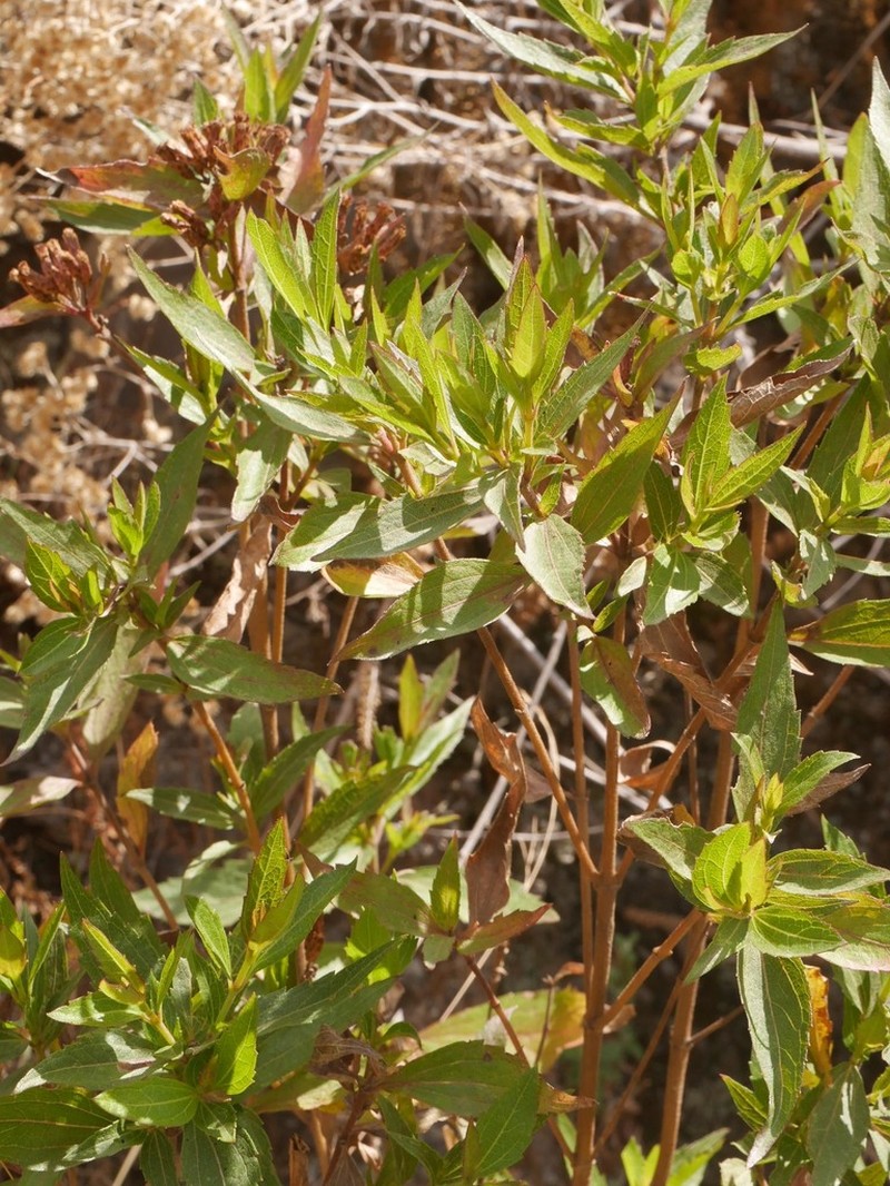 Chromolaena connivens photo 6