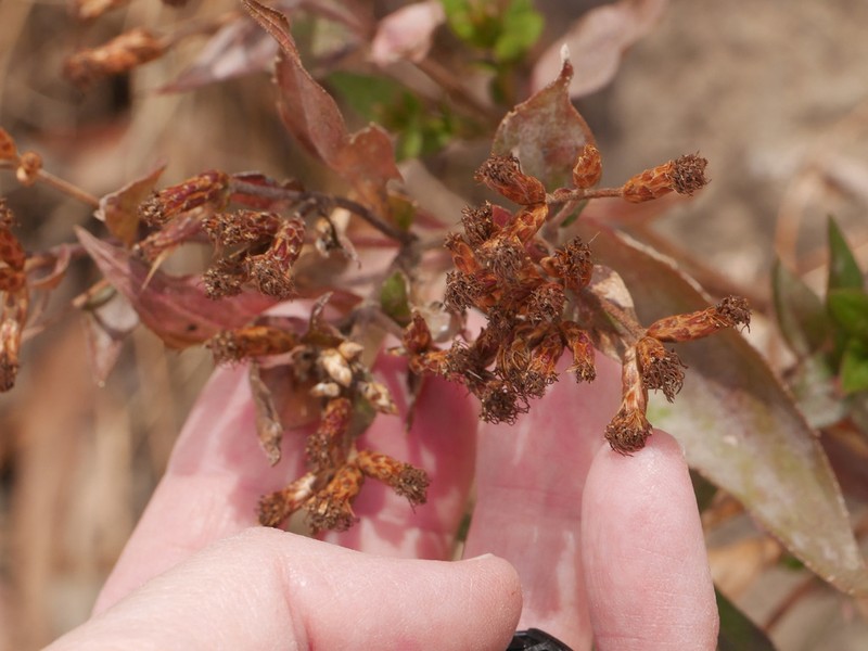 Chromolaena connivens photo 7