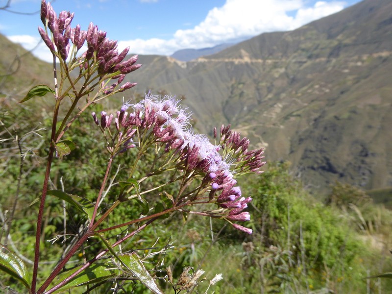 Chromolaena connivens photo 8