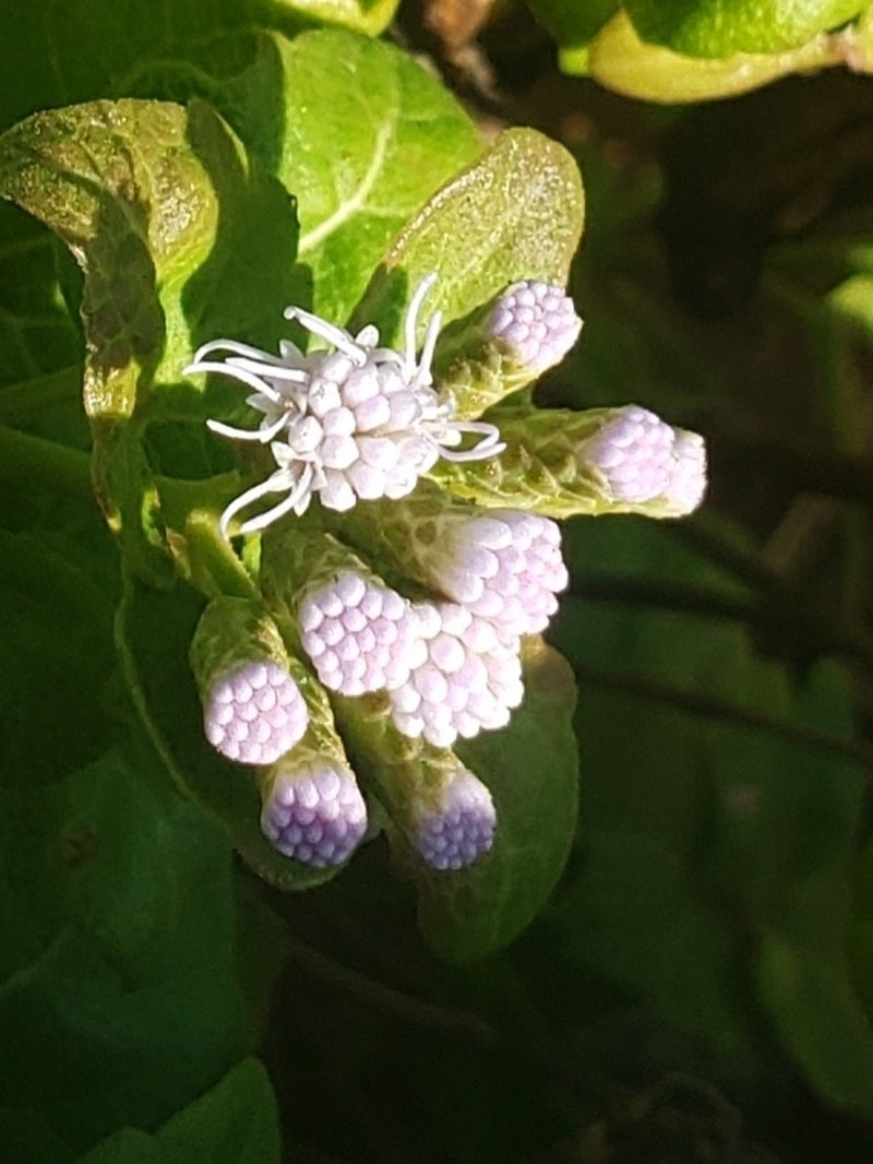 Caribbean Thoroughwort