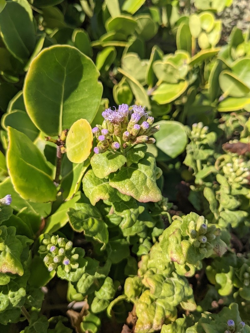 Caribbean Thoroughwort photo 2