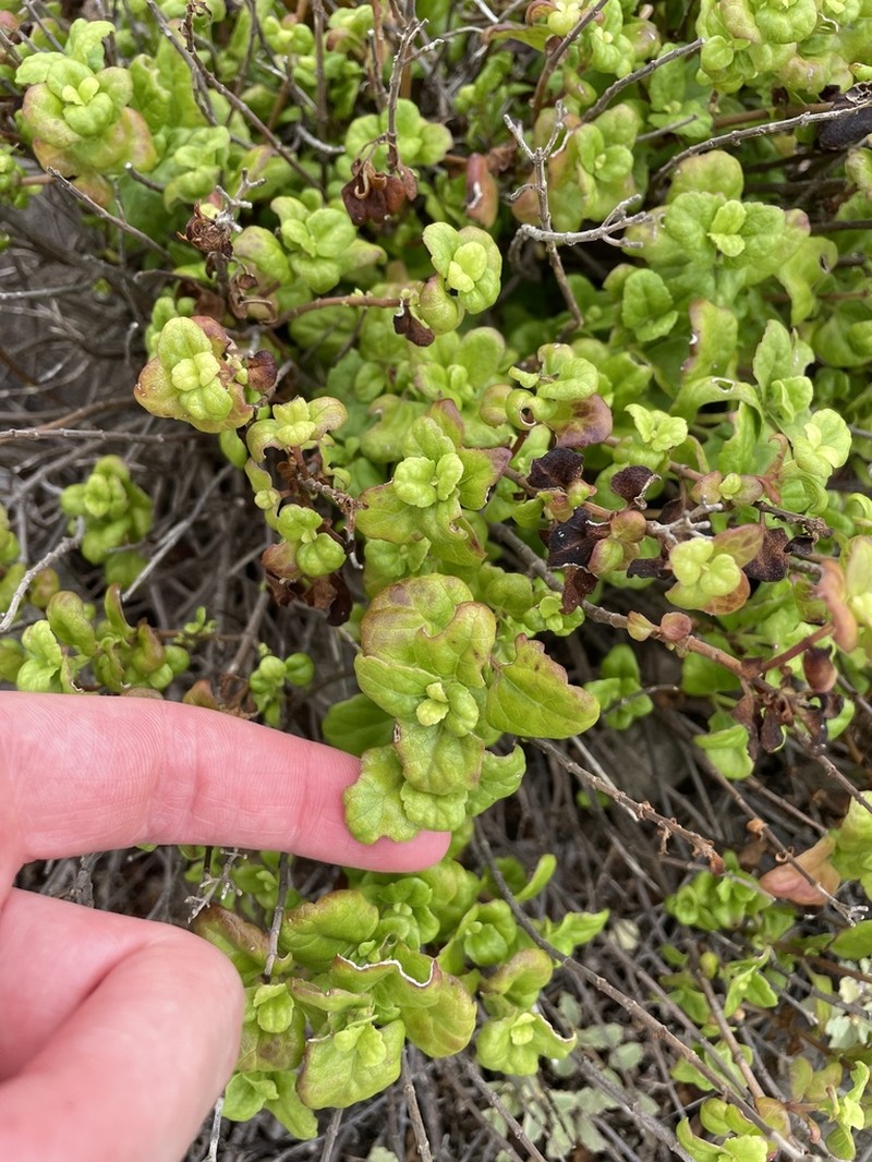 Caribbean Thoroughwort photo 3
