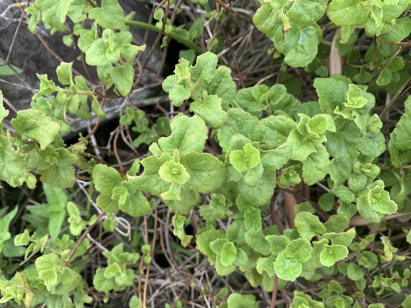 Caribbean Thoroughwort photo 4