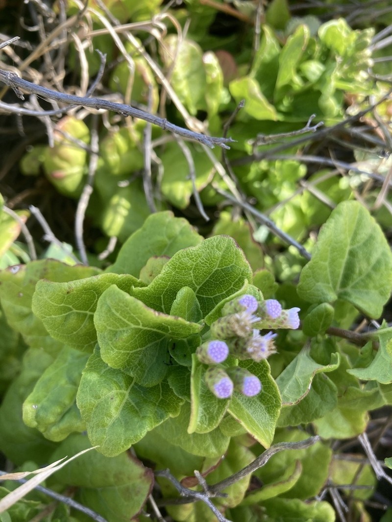 Caribbean Thoroughwort photo 5