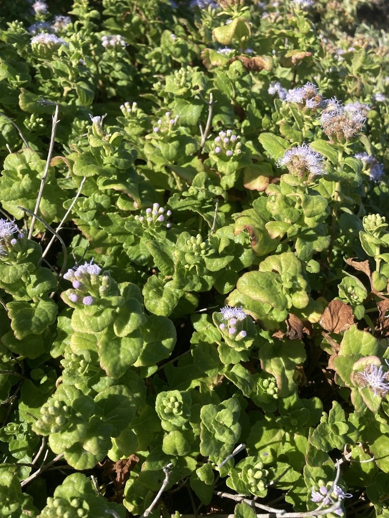 Caribbean Thoroughwort photo 6
