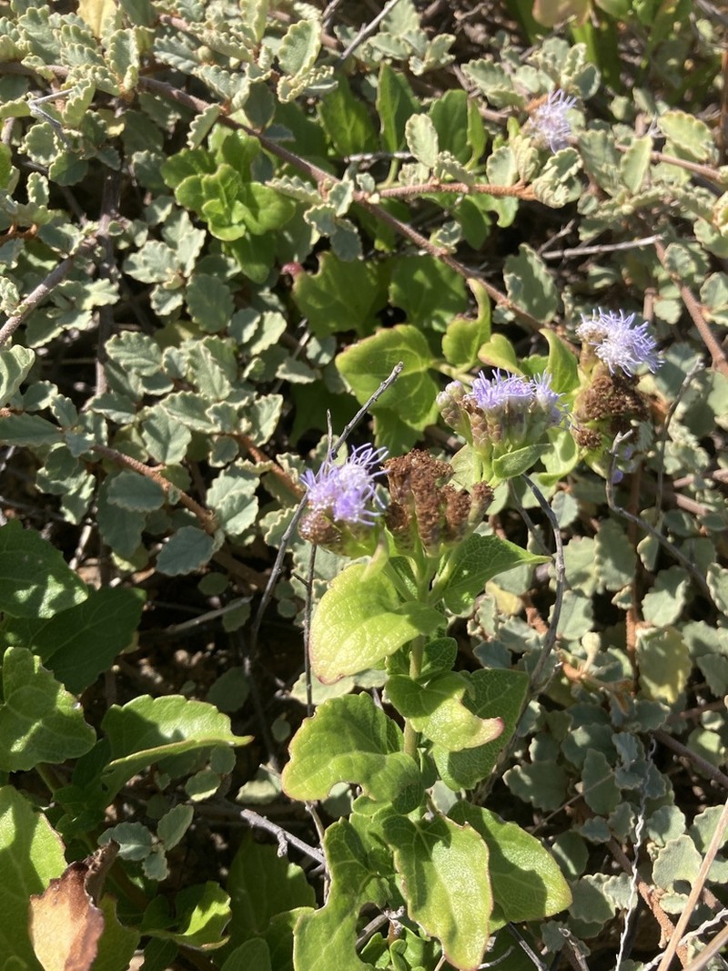 Caribbean Thoroughwort photo 7
