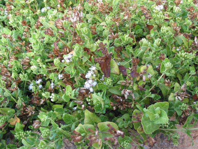Caribbean Thoroughwort photo 8