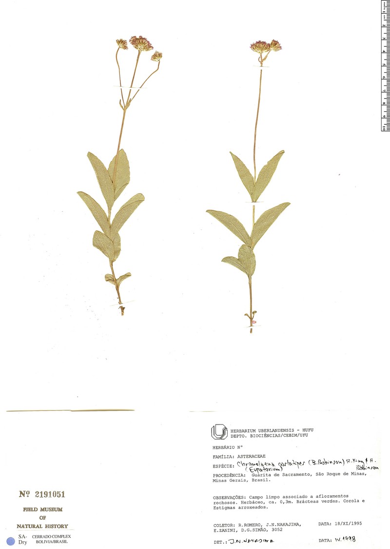 Chromolaena costatipes