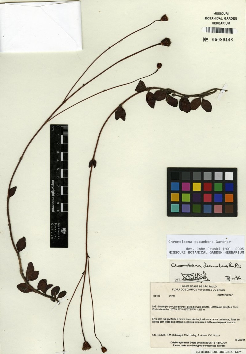 Chromolaena cryptantha