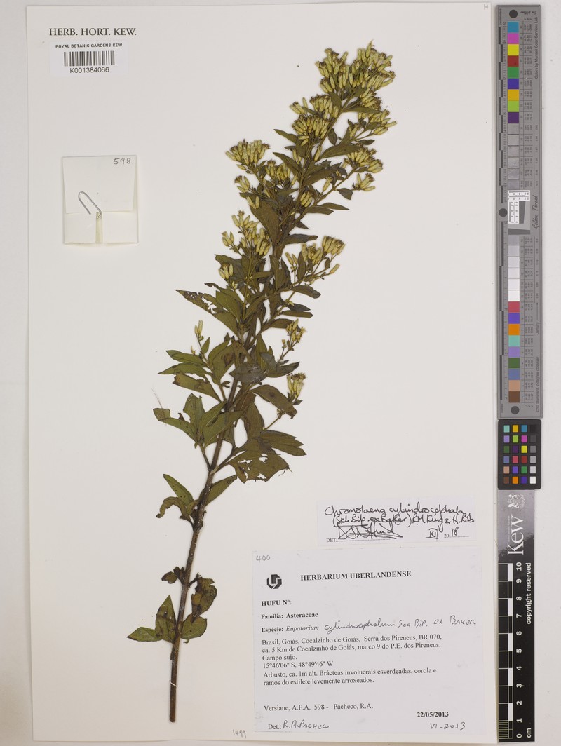 Chromolaena cylindrocephala