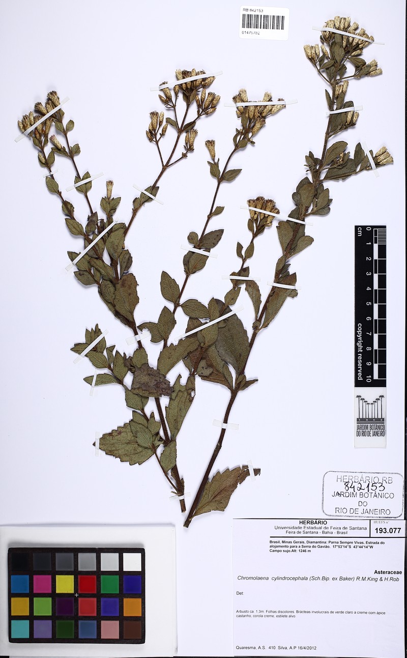 Chromolaena cylindrocephala photo 2