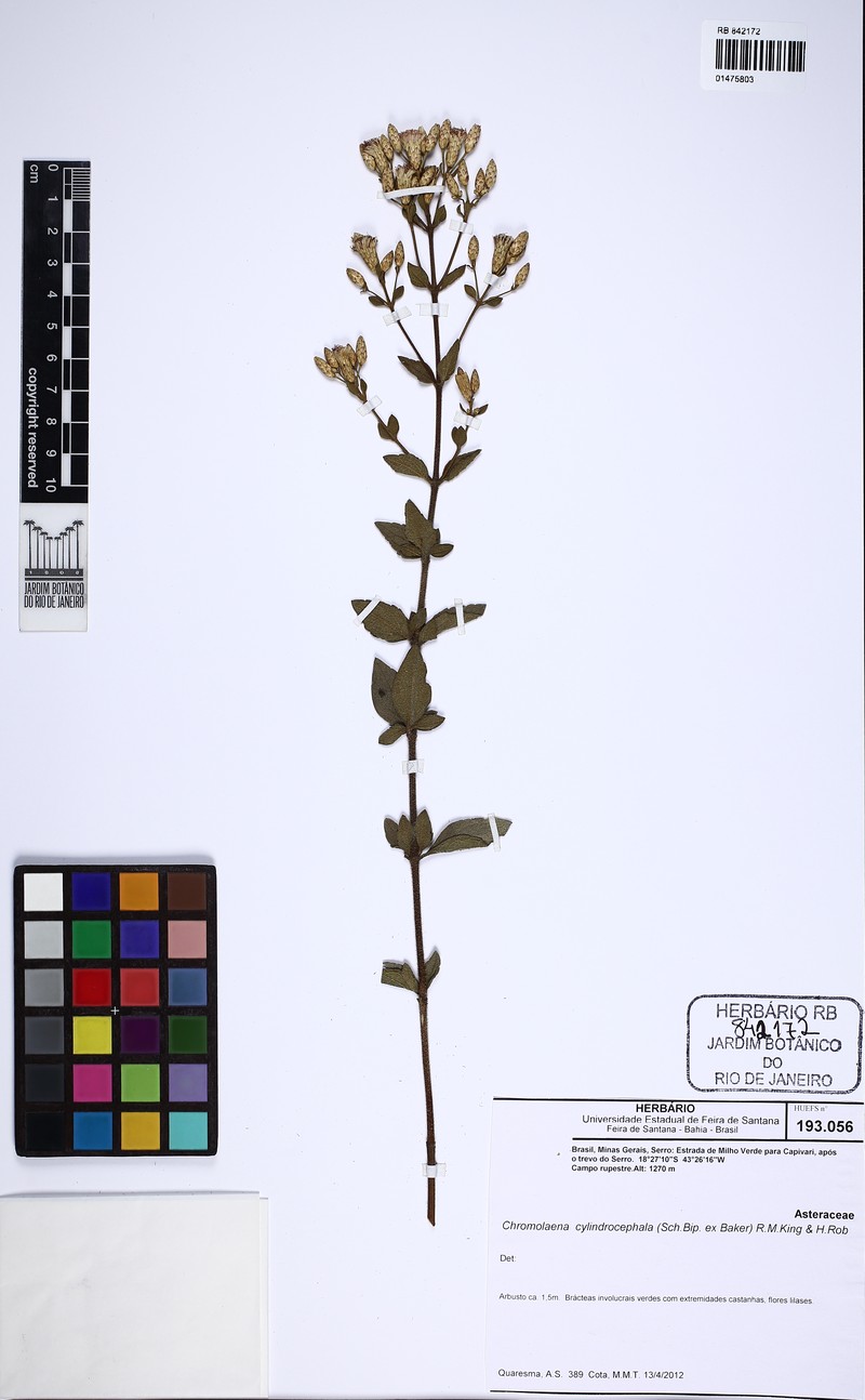 Chromolaena cylindrocephala photo 3