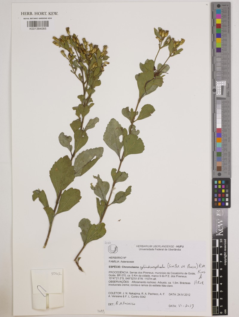 Chromolaena cylindrocephala photo 4
