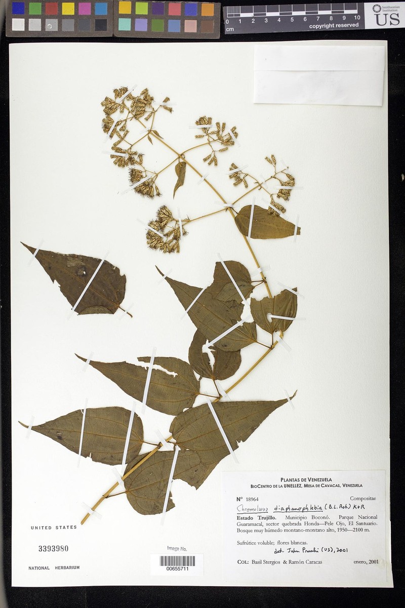 Chromolaena diaphanophlebia
