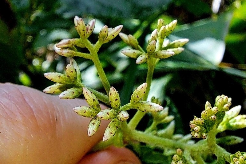 Chromolaena dussii