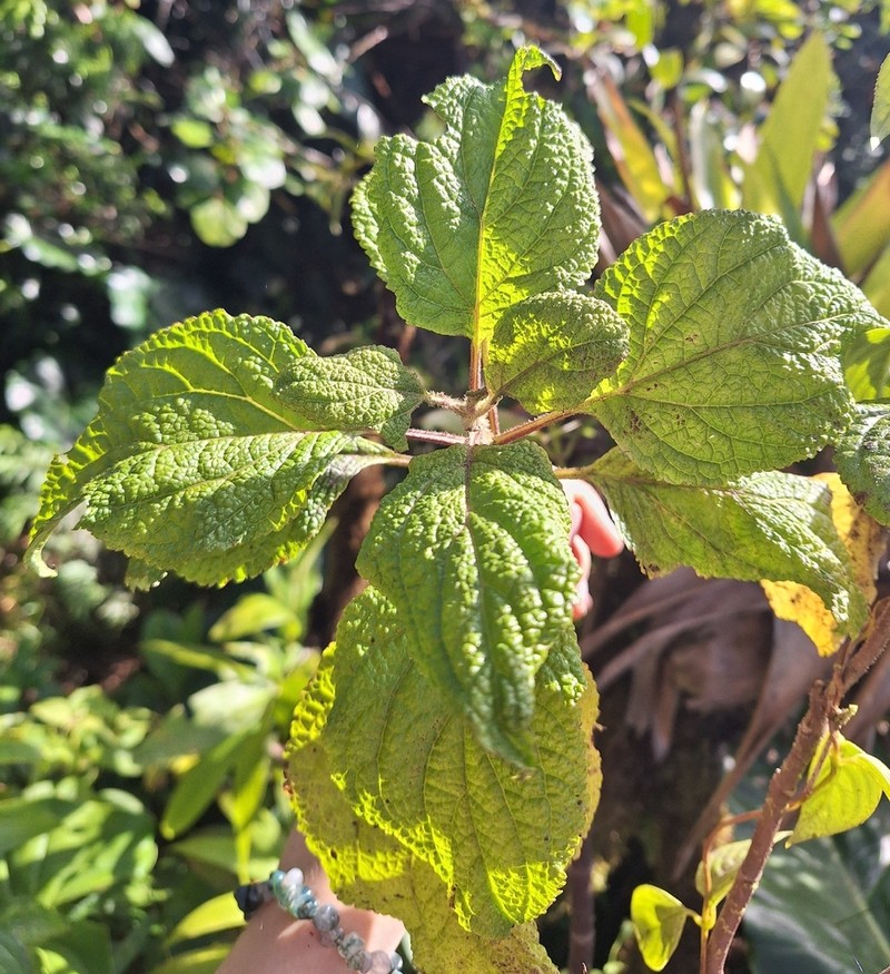 Chromolaena dussii photo 2