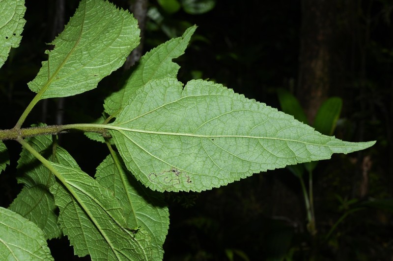 Chromolaena dussii photo 3