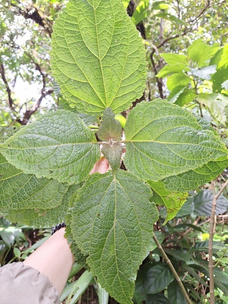 Chromolaena dussii photo 4
