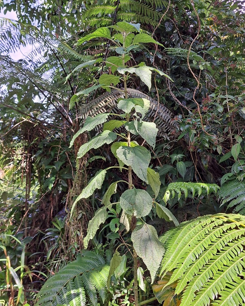 Chromolaena dussii photo 5