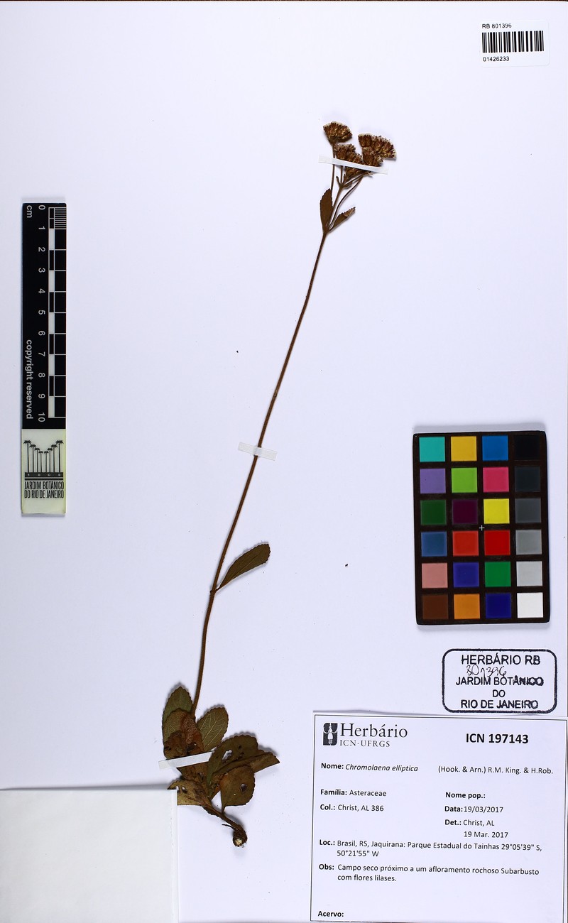 Chromolaena elliptica photo 2