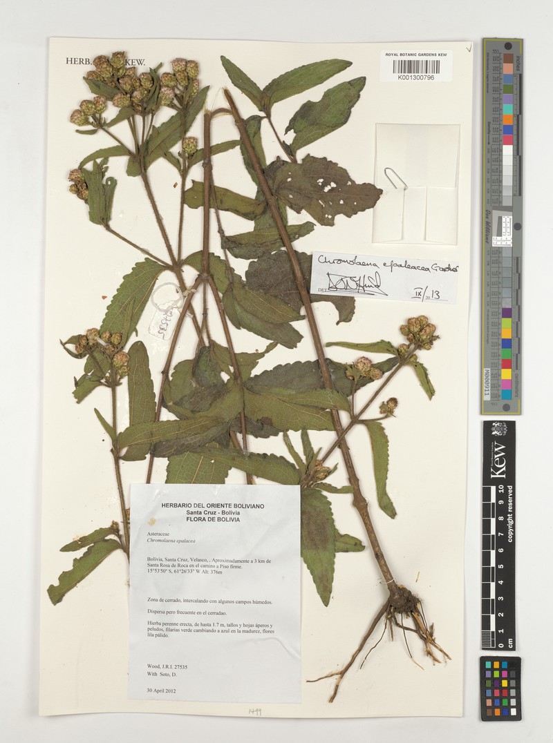 Chromolaena epaleacea