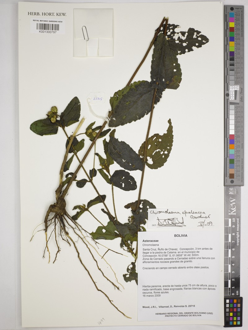 Chromolaena epaleacea photo 2