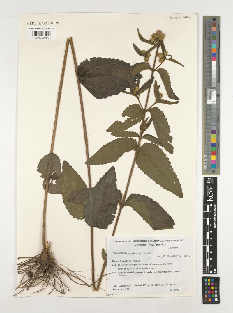 Chromolaena epaleacea photo 3