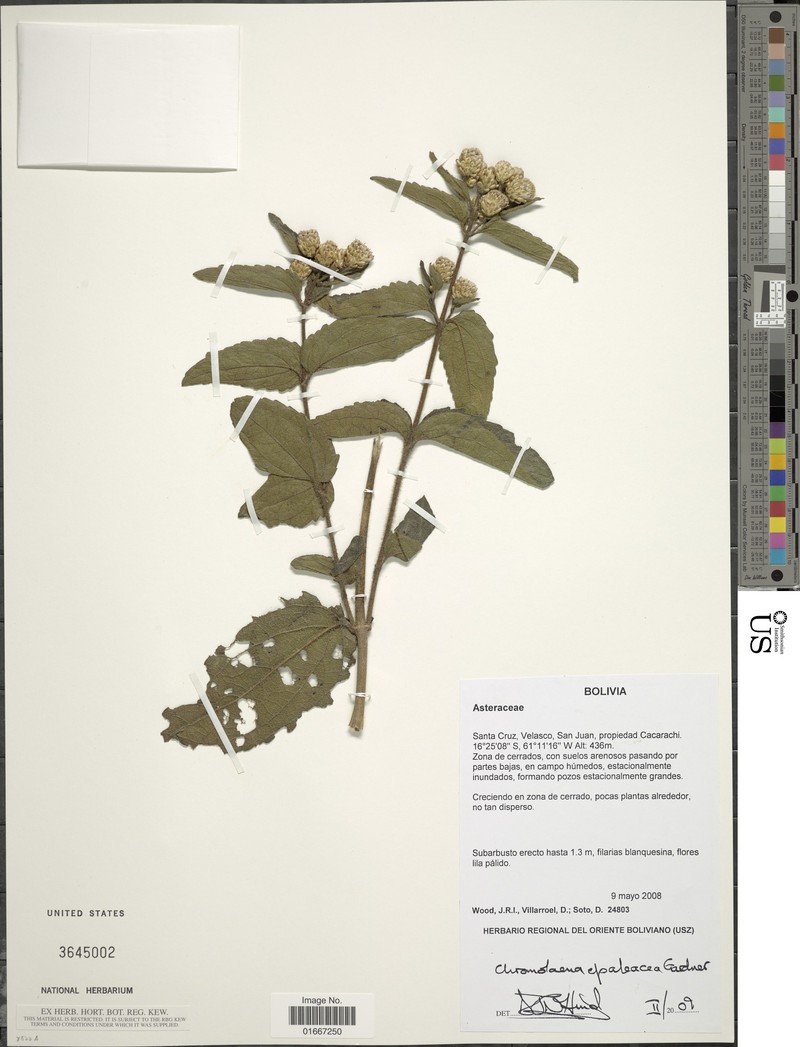 Chromolaena epaleacea photo 4