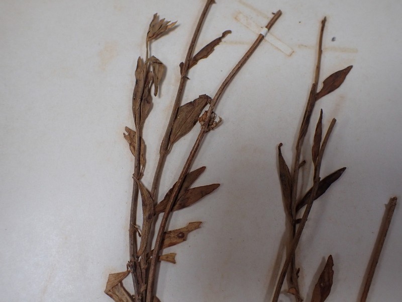 Chromolaena eripsima