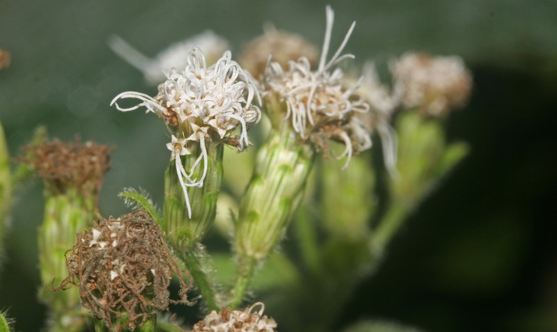 Chromolaena extensa