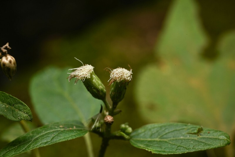 Chromolaena extensa photo 2