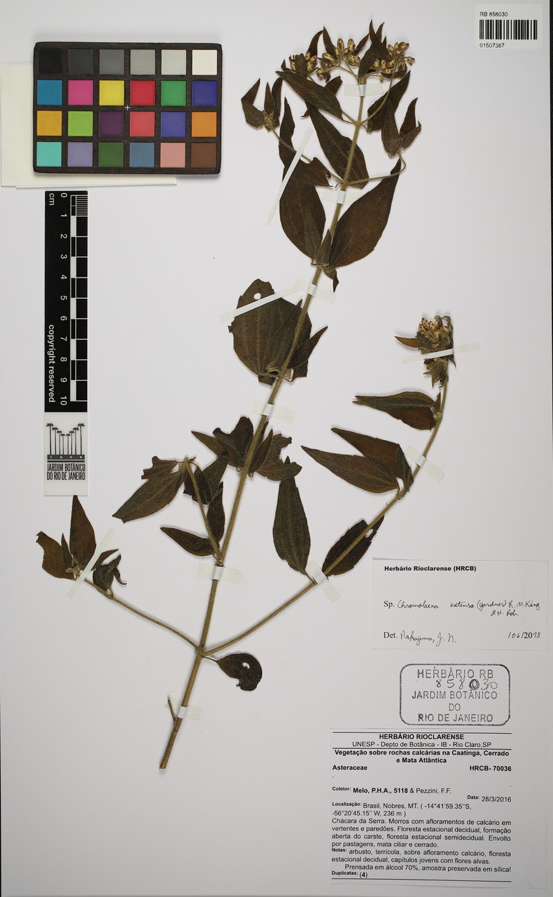 Chromolaena extensa photo 3