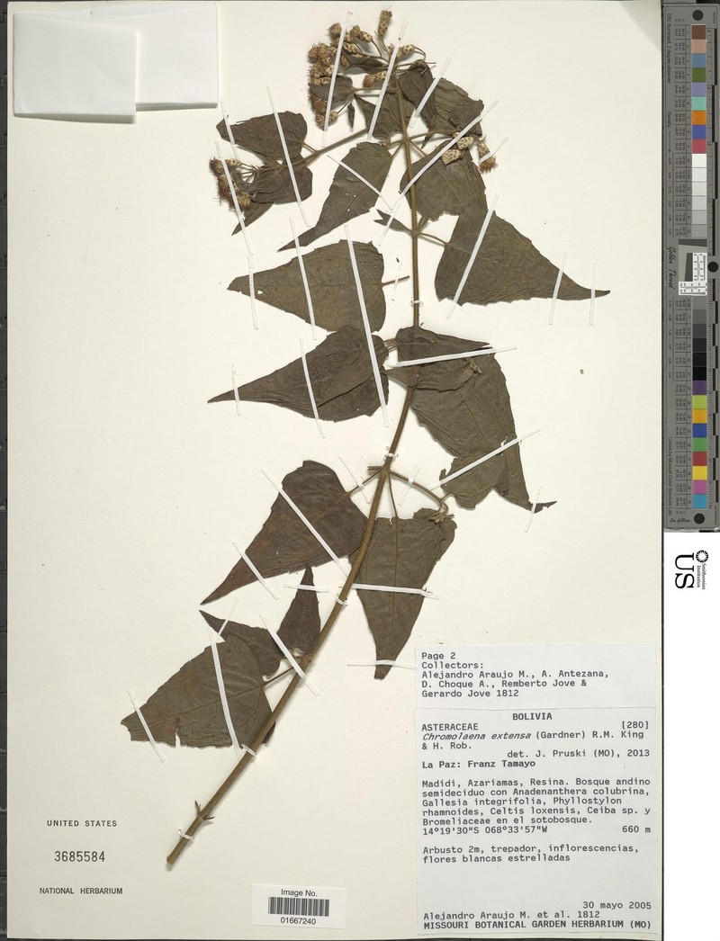 Chromolaena extensa photo 4