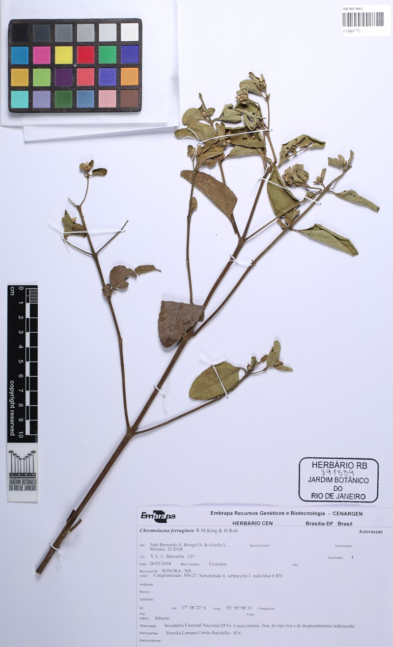 Chromolaena ferruginea