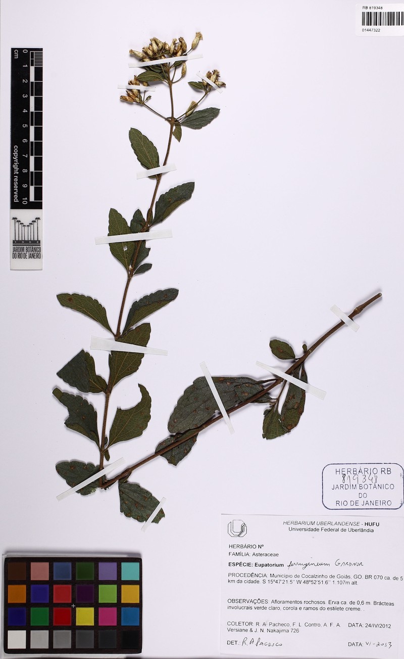Chromolaena ferruginea photo 2