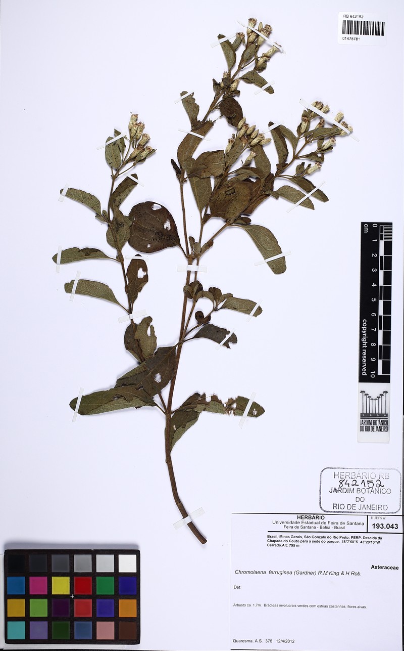 Chromolaena ferruginea photo 3
