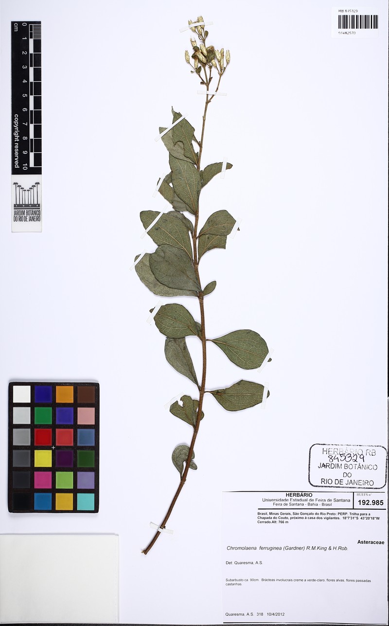 Chromolaena ferruginea photo 4