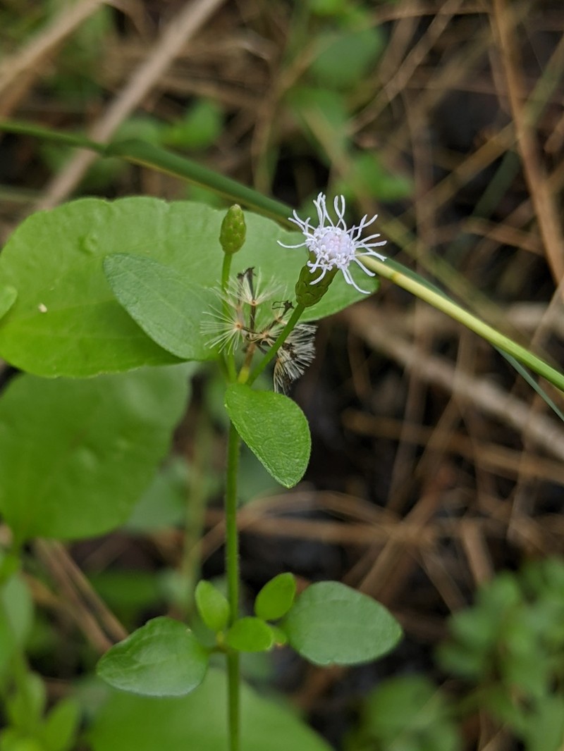 Cape Sable Thoroughwort