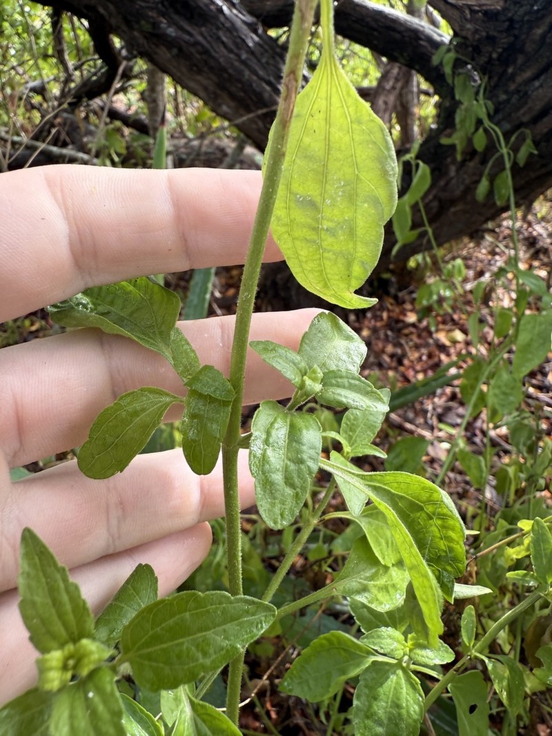Cape Sable Thoroughwort photo 2