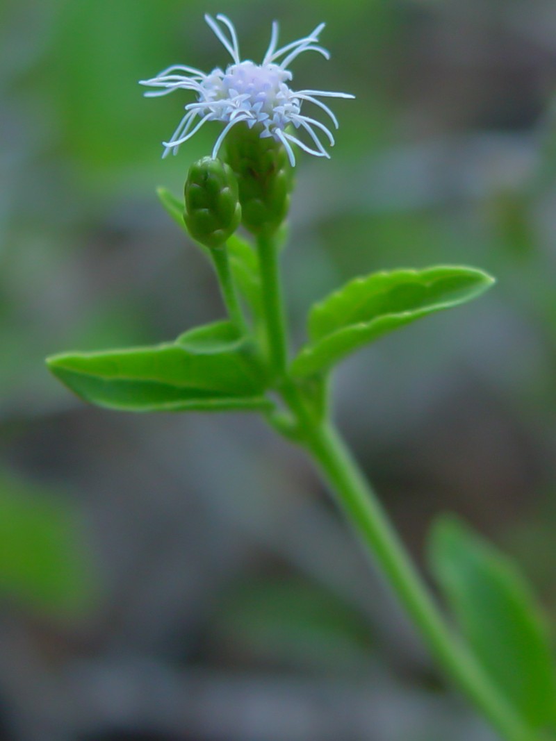 Cape Sable Thoroughwort photo 3