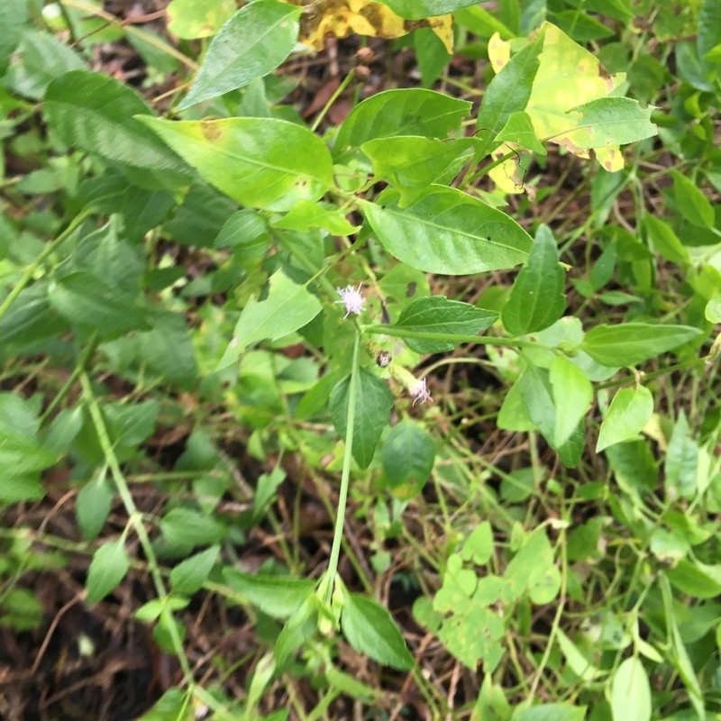 Cape Sable Thoroughwort photo 4