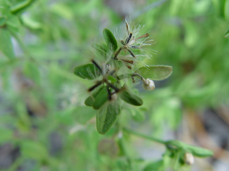 Cape Sable Thoroughwort photo 5