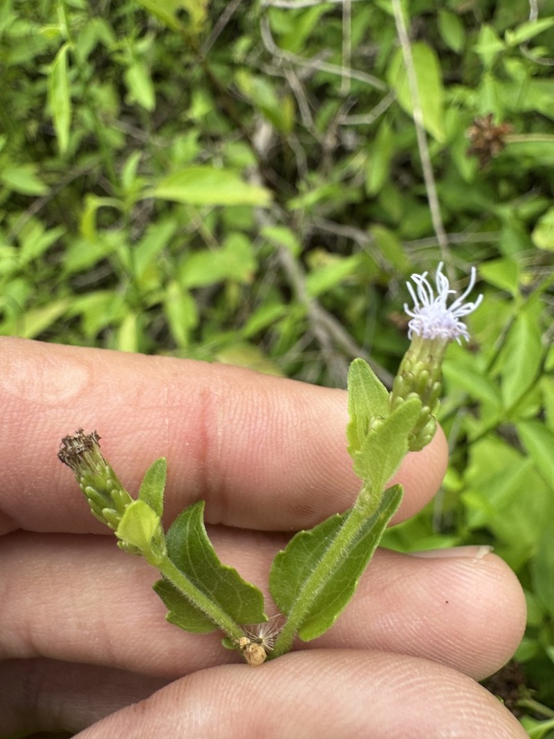 Cape Sable Thoroughwort photo 6